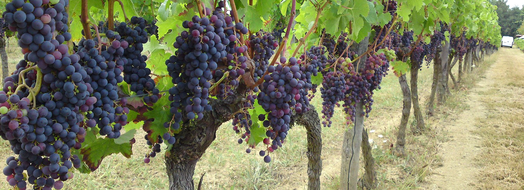 Сорта винограда Хорватии