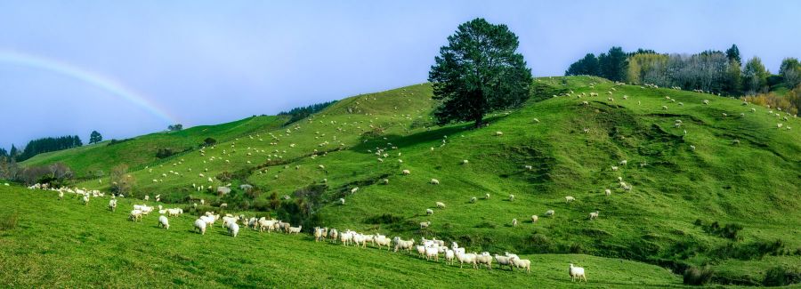 New Zealand to China